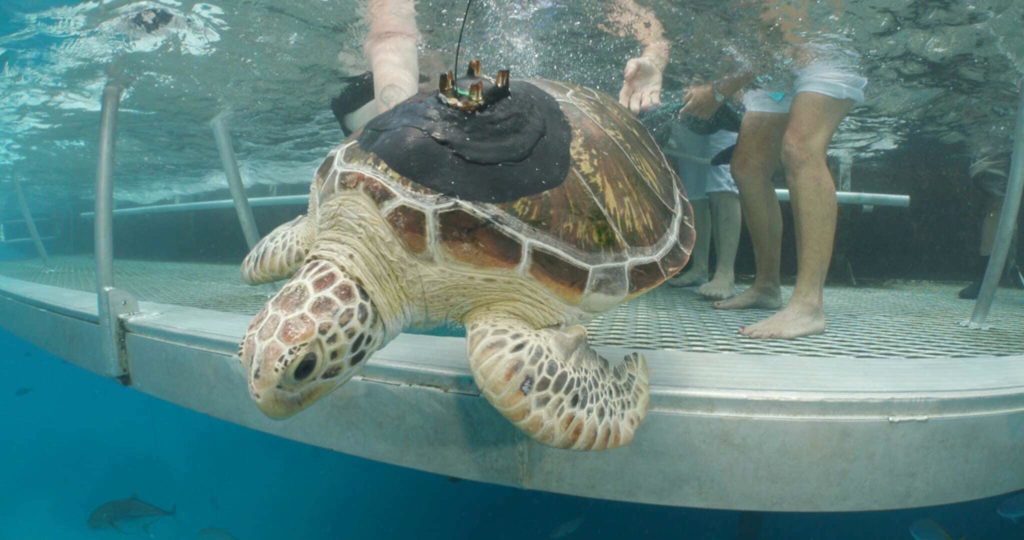 turtle release