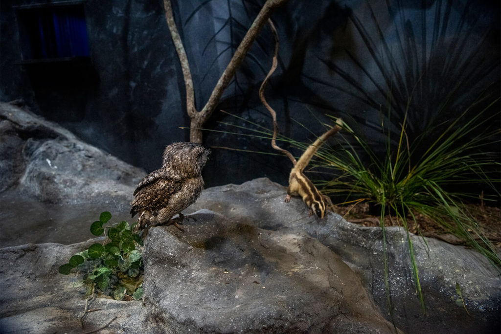 Wildlife Habitat Nocturnal Habitat