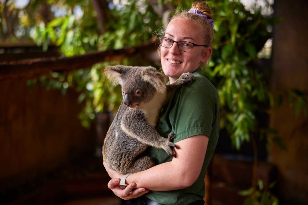 wildlife keeper with koala at cairns zoom and wildlife dome